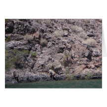 "Big Horn Sheep" Drinking Water at Willow Beach, N Greeting Card