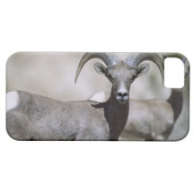 Big Horn Sheep - iPhone 5 Cover