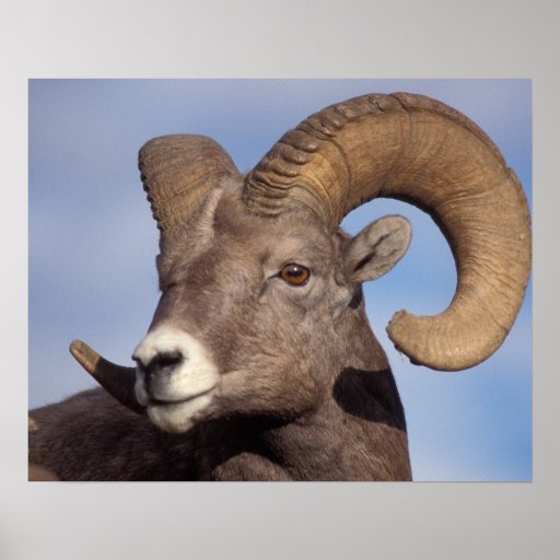 big horn sheep, mountain sheep, Ovis canadensis, Posters