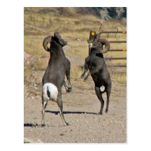 Big horn sheep post card