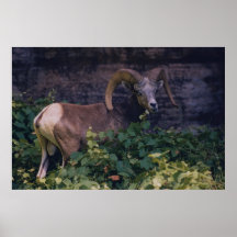 Big Horn Sheep Posters
