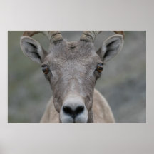Big Horn Sheep Print
