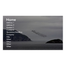 Big Koniuji Island auklets, Shumagin Islands Business Card Templates