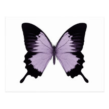 Big Purple & Black Butterfly Postcard