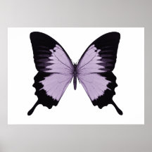 Big Purple & Black Butterfly Print