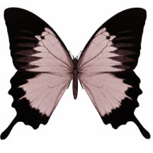 Big Red & Black Butterfly Cut Out