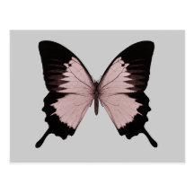 Big Red & Black Butterfly Post Cards