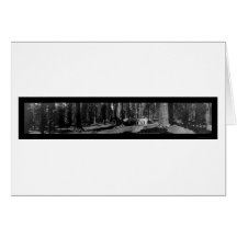 Big Tree Grove Mariposa Photo 1906 Greeting Cards