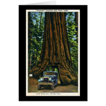 Big Tree Wawona, Mariposa Grove, CA Card
