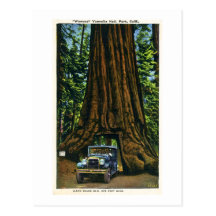 Big Tree Wawona, Mariposa Grove, CA Post Card