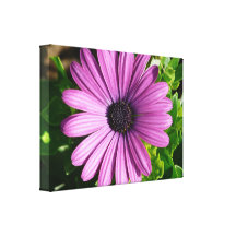 Big violet gerbera canvas print