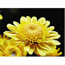 Big Yellow Mums Acrylic Cut Out
