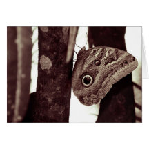 bigbutterflyeye greeting cards
