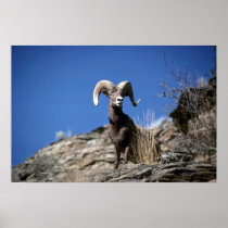 Bighorn sheep (Ram alert on face of mountain cliff Posters