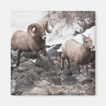 Bighorn Sheeps Fridge Magnets