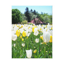 Biltmore Tulips Canvas Prints