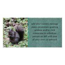 Birch Bay Squirrel Photo Card