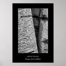 BIRCH TRUNKS POSTERS