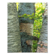 BirchTree Photo