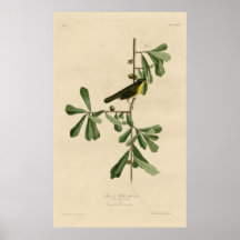 Bird, America, Roscoe Yellow Throat, Audubon, Vint Pôsteres