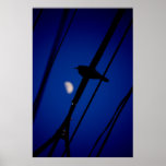 Bird at moonrise poster