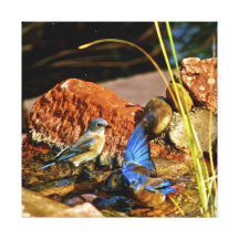 bird bath stretched canvas prints