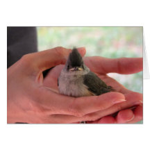 Bird In Hand Greeting Cards