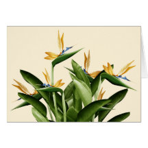 Bird-of-Paradise Fantasy Plant Card
