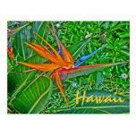 Bird of Paradise Hawaii postcard