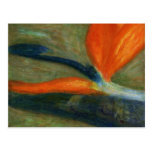 Bird of Paradise, Postcard