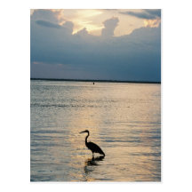 bird sunset post card