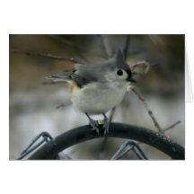 Bird Watching Greeting Cards