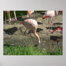 birds 006 canvas print