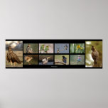 Birds Collage Posterdrucke