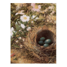 Birds Nest and Dogroses by Hill,Victorian Fine Art Postcard