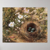 Birds Nest and Dogroses by Hill,Victorian Fine Art Posters