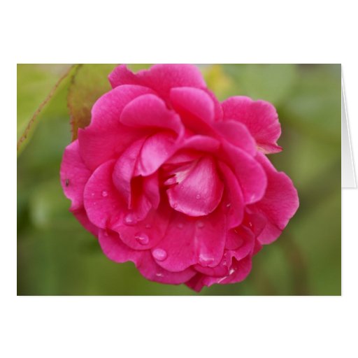 Birthday card Rose with droplets plus text