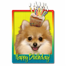 Birthday Cupcake - Pomeranian Photo Sculpture