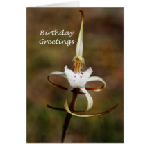 Birthday Greetings Cards