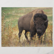 Bison Flyers