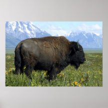 Bison Print
