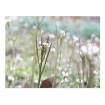 Bittercress Weed Going To Seed Post Cards