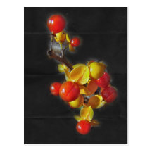 Bittersweet Berries - Autumn Beauty Post Cards