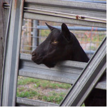 Black alpine goat doe waiting at metal gate cut out