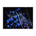 Black and blue invert of Florida wildflowers Announcements