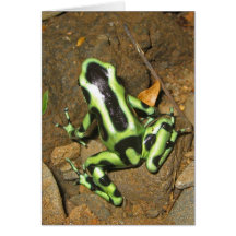 Black and Green Poison Dart Frog Greeting Cards