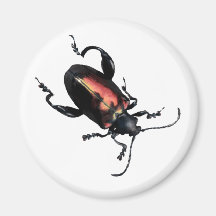Black and Red Beetle bug Magnet