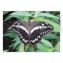 Black and white butterfly cards