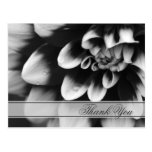 Black and White Dahlia Thank You Postcard