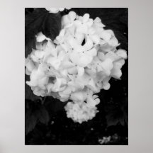 Black and white flower poster